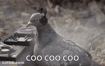 Pigeon Wearing Headphones On Turntable GIF
