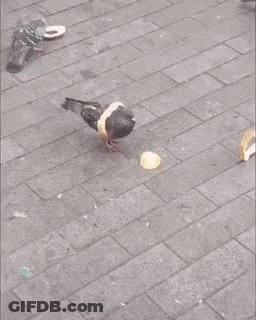 Pigeon With Bread On Head Saying Wait For It GIF
