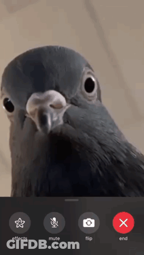 Pigeon With Effect Buttons GIF