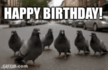 Pigeons On City Street GIF