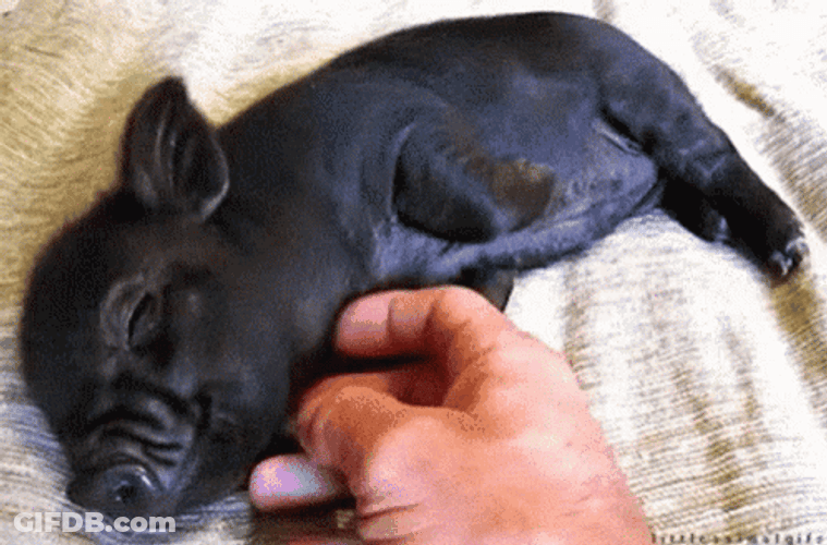 Piggy Black Piglet Sleeping Chin Rub GIF