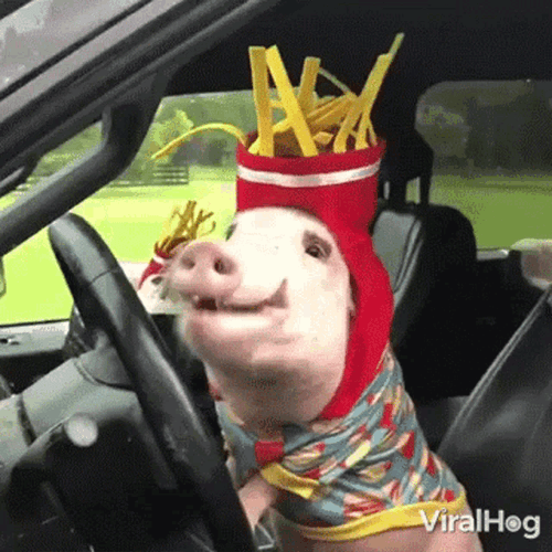 Piggy Pig Dog Car Fries Hat Eating GIF