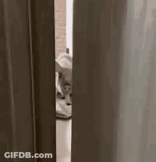 Piggy Pig Stalking Scary Door Slit Peeking GIF