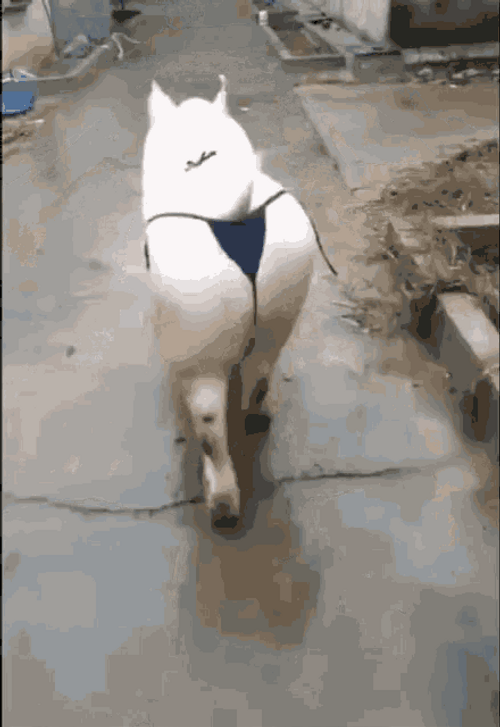 Piggy Pig Wearing Thong Strut Walking GIF