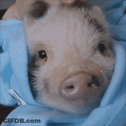 Piggy Piglet Cuddle Head Rub Massage GIF