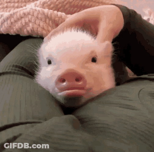Piggy Piglet Ears Moving Cute Between Arms GIF