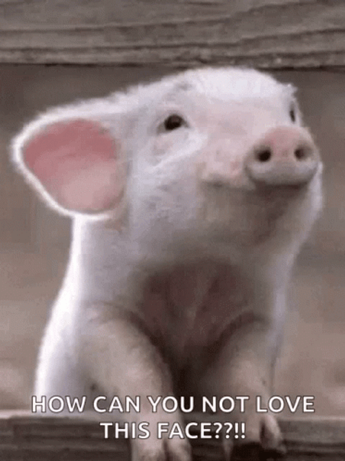 Piggy Piglet How Can You Not Love This Face GIF
