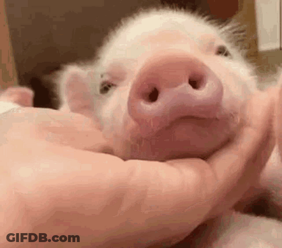 Piggy Piglet Jaw Massage Cute Sleepy GIF