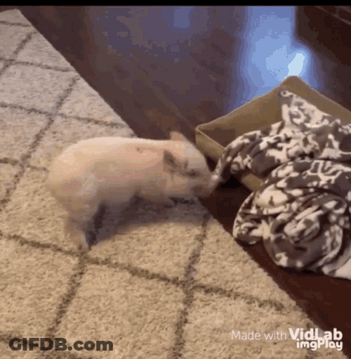 Piggy Piglet Spinning Like Crazy GIF