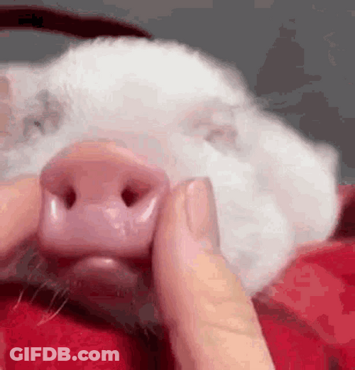 Piggy Piglet Squishing Nose And Mouth GIF
