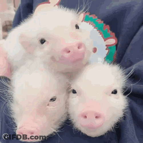 Piggy Piglets Three Little Pigs Cute GIF
