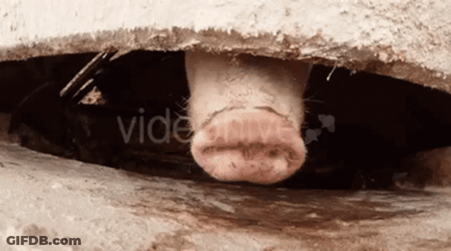 Piggy Snout Sniff GIF