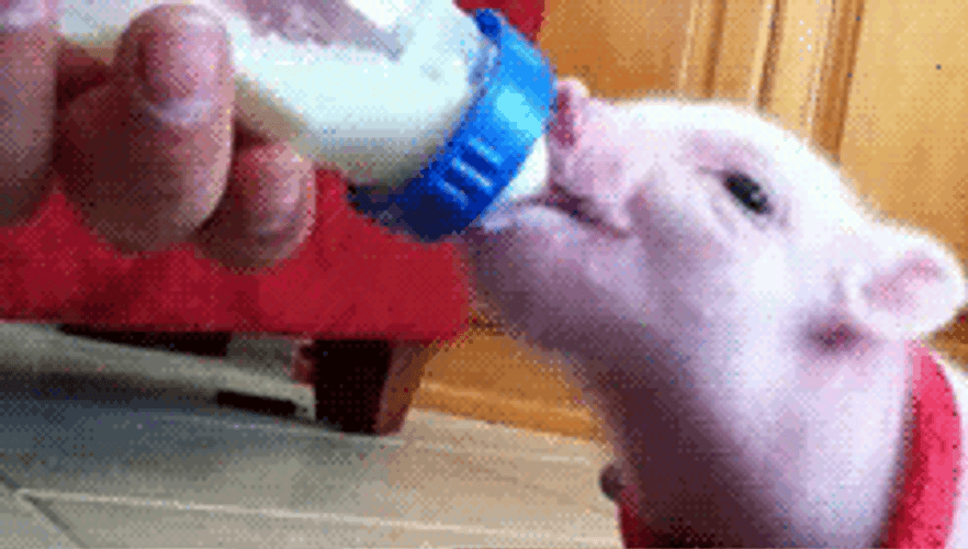 Piglet Drinking Milk GIF