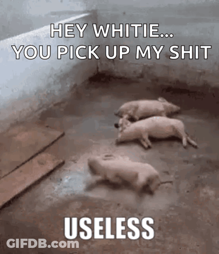 Pigs Lying Down Saying Hey Whiteie You Pick Up My Shit Useless GIF