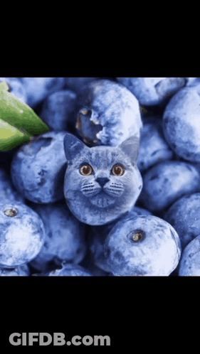 Pile Of Blueberries With Cat Face GIF