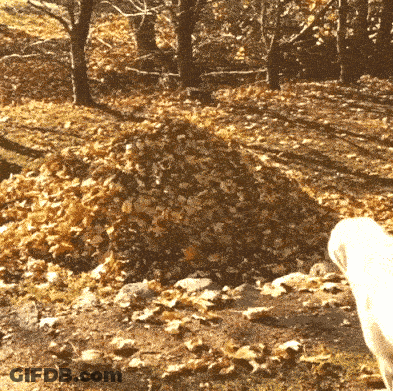 Pile Of Leaves On Forest Ground GIF
