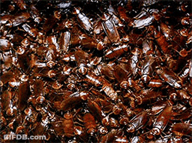 Pile Of Live Roaches GIF