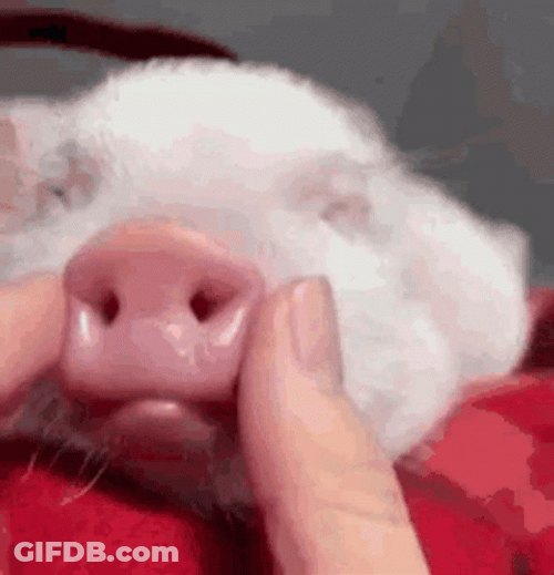 Pinching Pig Nose And Mouth GIF