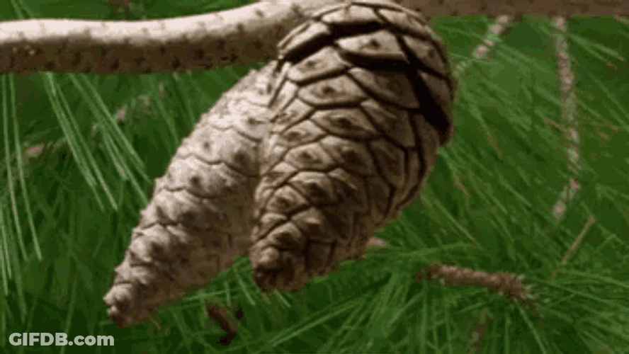 Pine Cone GIF
