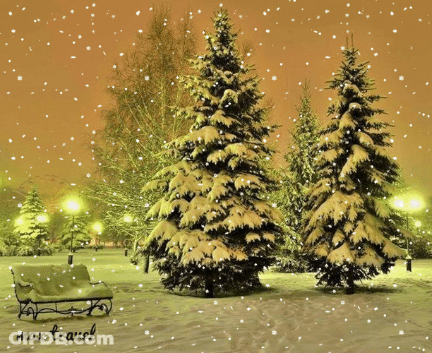 Pine Trees In Snowy Forest GIF