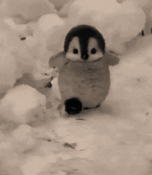 Pinguim Fofo GIF