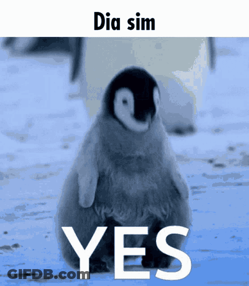 Pinguim Yes Penguin GIF