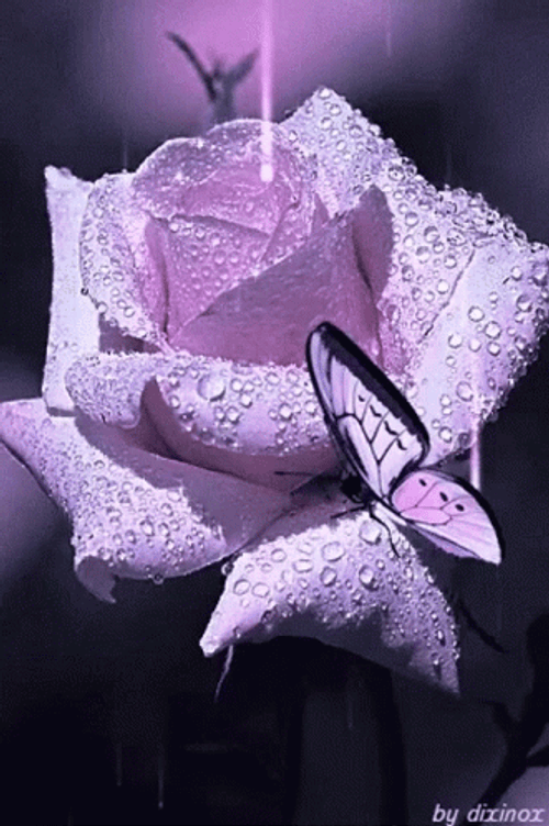 Pink And Black Butterfly In Rose GIF