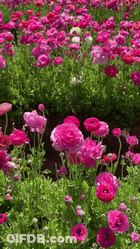 Pink And Purple Flowers With Green Leaves GIF