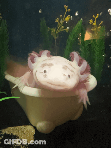 Pink And White Axolotl Swimming In Tank GIF