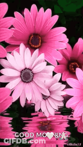 Pink And White Flowers Floating Saying Good Morning GIF