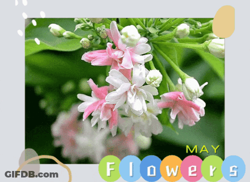 Pink And White Flowers May Flowers GIF