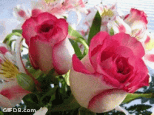 Pink And White Flowers On Table GIF