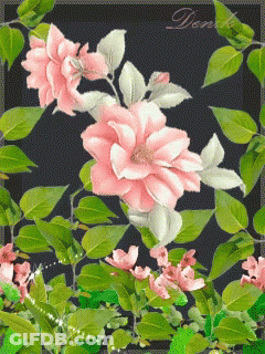 Pink And White Flowers With Denk GIF