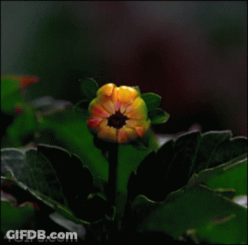 Pink And Yellow Flower Close Up 4Gifs.com GIF