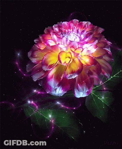 Pink And Yellow Flower With Green Leaf GIF