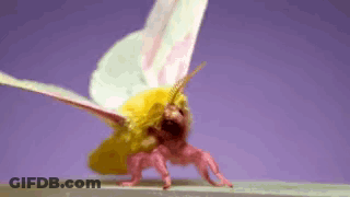 Pink And Yellow Moth GIF