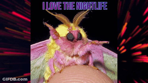 Pink And Yellow Moth On Finger I Love The Nightlife GIF