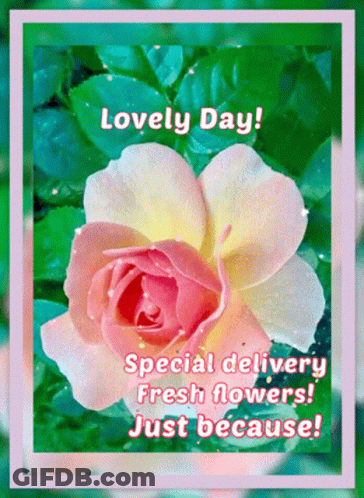 Pink And Yellow Rose Saying Lovely Day Special Delivery Fresh Flowers Just Because GIF