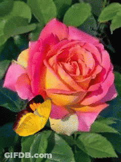 Pink And Yellow Rose With Butterfly GIF