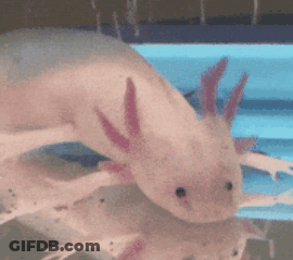 Pink Axolotl Swimming In Water GIF