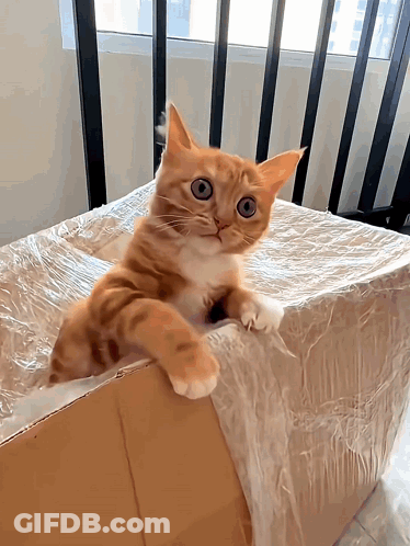 Pink Background Saying So Cute GIF