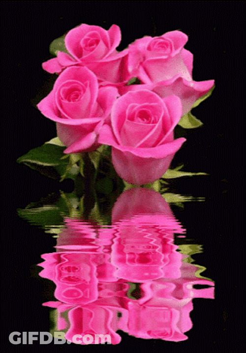Pink Beautiful Flowers Roses Reflection GIF
