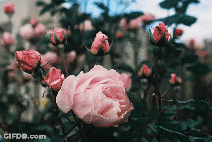 Pink Beautiful Roses Garden GIF