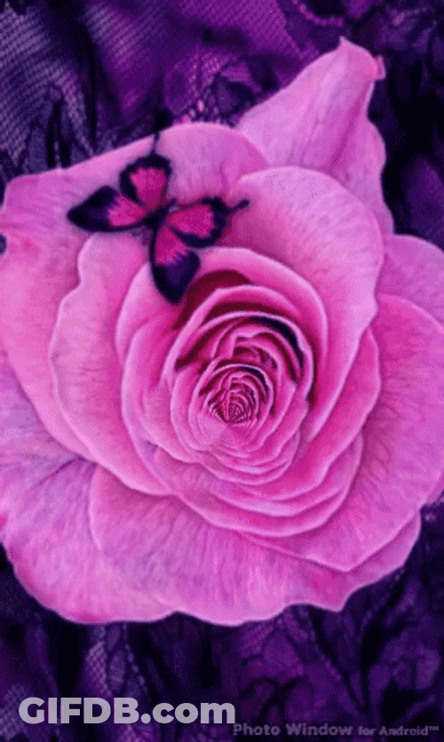 Pink Butterfly In Pink Rose GIF