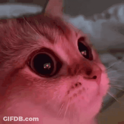 Pink Cat Face With Heart Eyes GIF