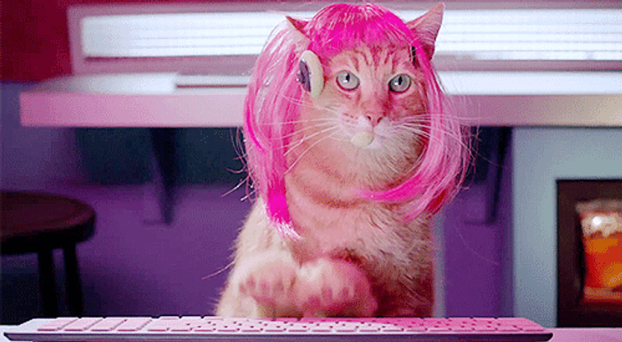 Pink Cat Typing Focused GIF