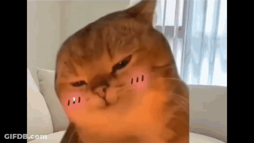 Pink Cheeked Cat On Couch GIF