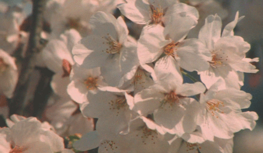 Pink Cherry Blossom Flowers GIF