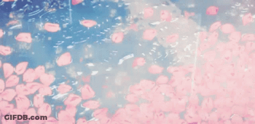 Pink Cherry Blossoms Falling Into Water GIF