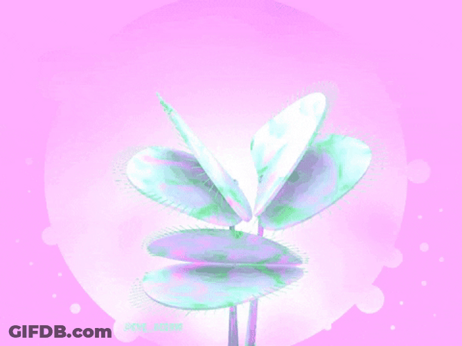 Pink Coquette Venus Fly Trap GIF